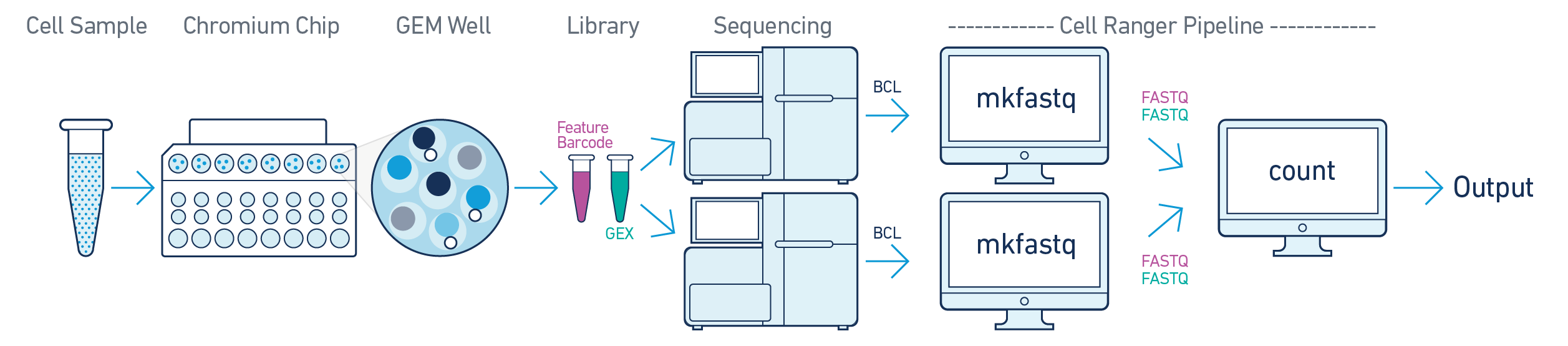 Cell Ranger Pipeline [-@10xGenomics2019]