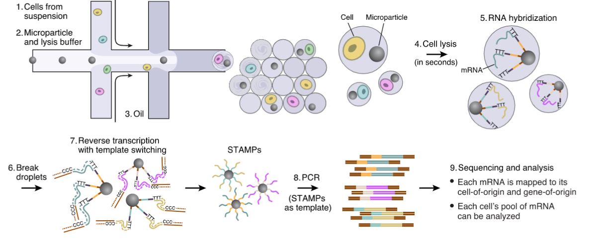 Extraction and Processing of Single-Cell Transcriptomes by Drop-Seq [-@Macosko2015] 
