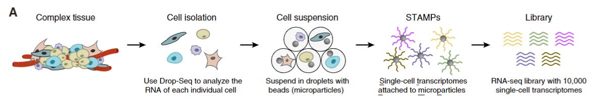 Drop-Seq barcoding scheme