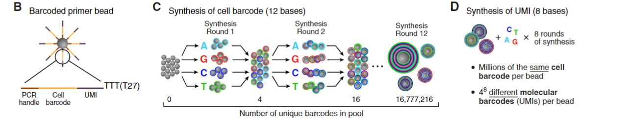 Sequence of primers on the microparticle