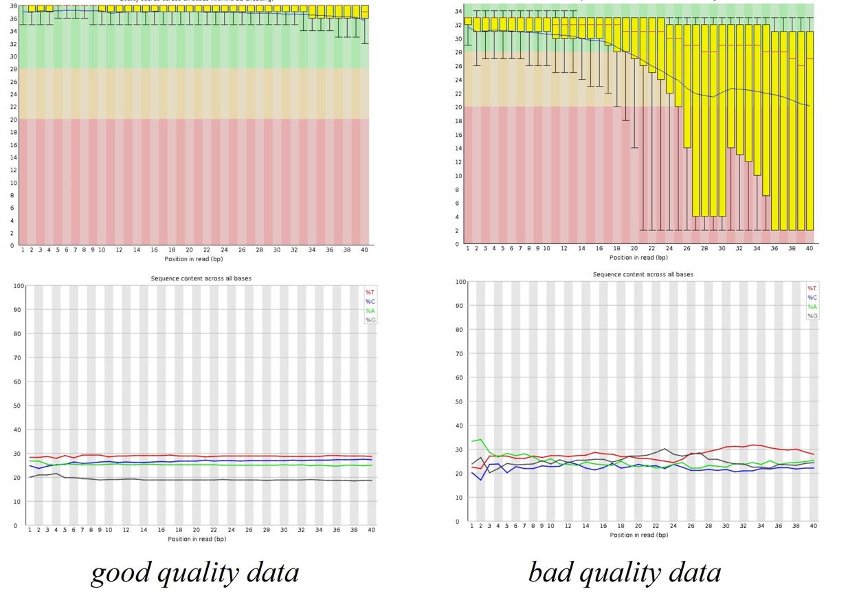FASTQC Results