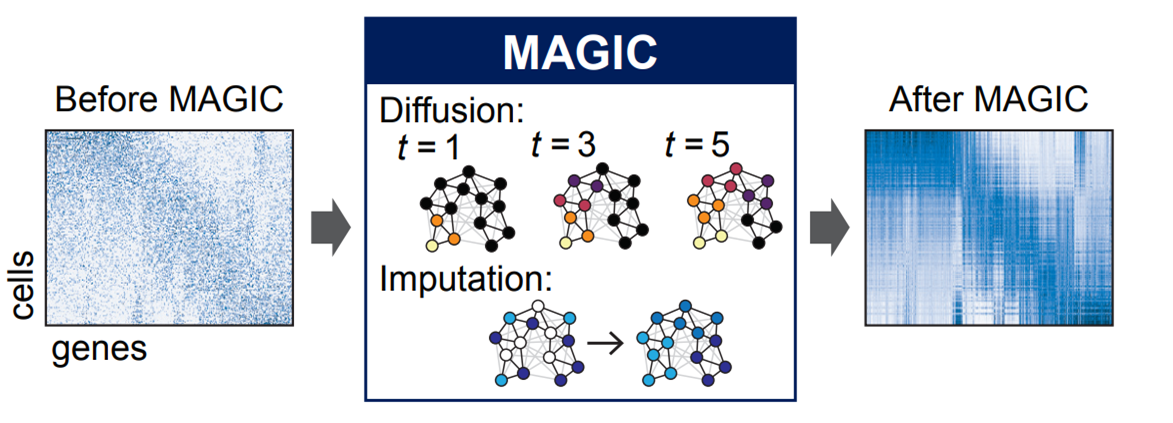 Imputation with MAGIC [-@VanDijk2018]