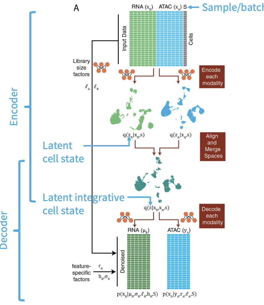 MultiVI for integrative latent representation [-@Ashuach2021]