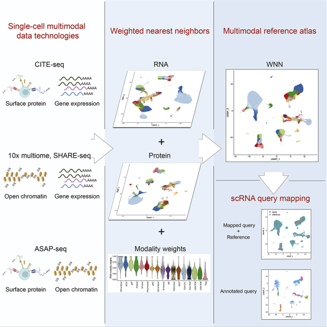 WNN: Combining cell-cell similarities across modalities [-@Hao2021]