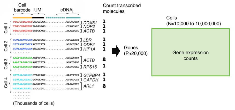 Representation of the single-cell count data 
