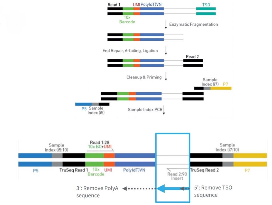High-throughput sequencing pipeline scheme